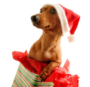 Dog with Santa Hat Popping out of Present